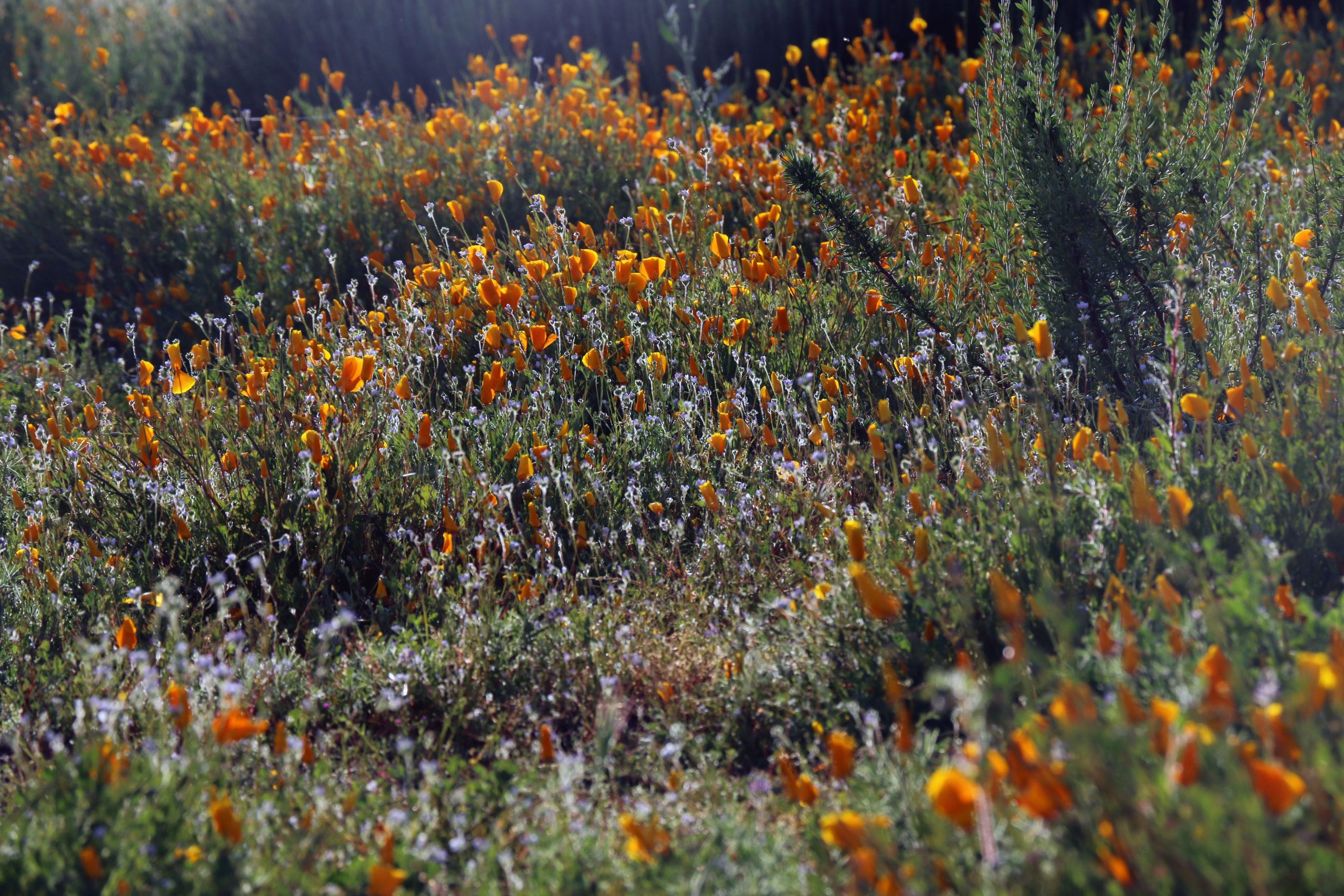 California Poppy (Eschscholzia californica) - PlantNative.org Field of California poppy (Eschscholzia californica) blooming orange among native wildflowers near Lake Elsinore, California