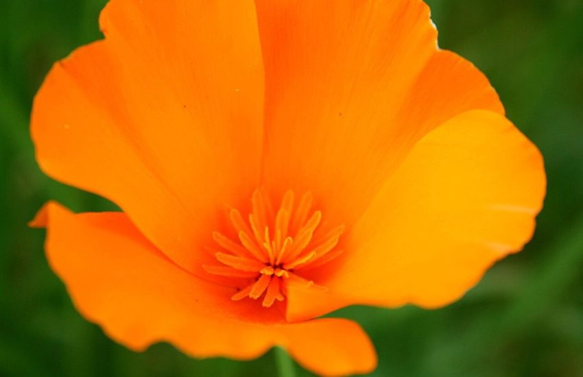 Close-up of an orange California poppy (Eschscholzia californica) flower