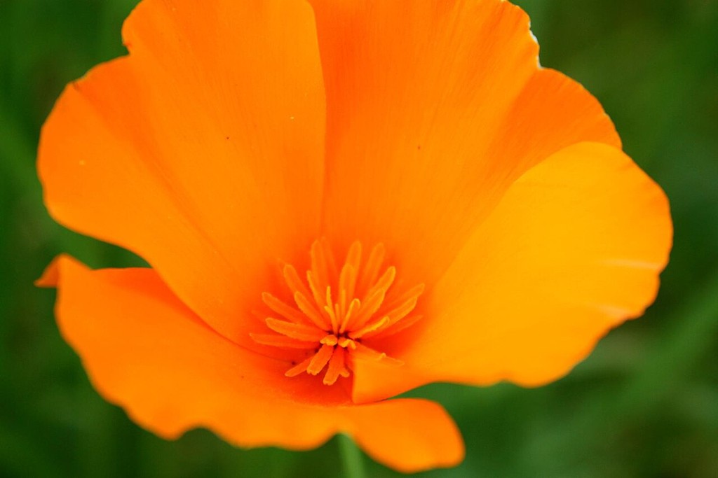 Native Plant List – California and Nevada