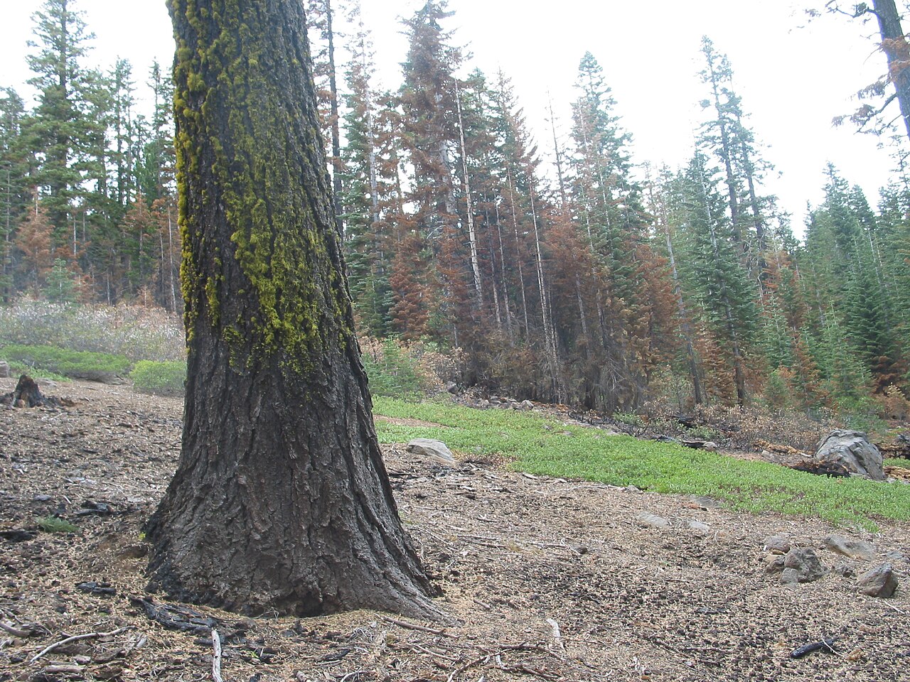 Thick, reddish-brown furrowed bark at the base of a mature California red fir (Abies magnifica) that survived a wildfire