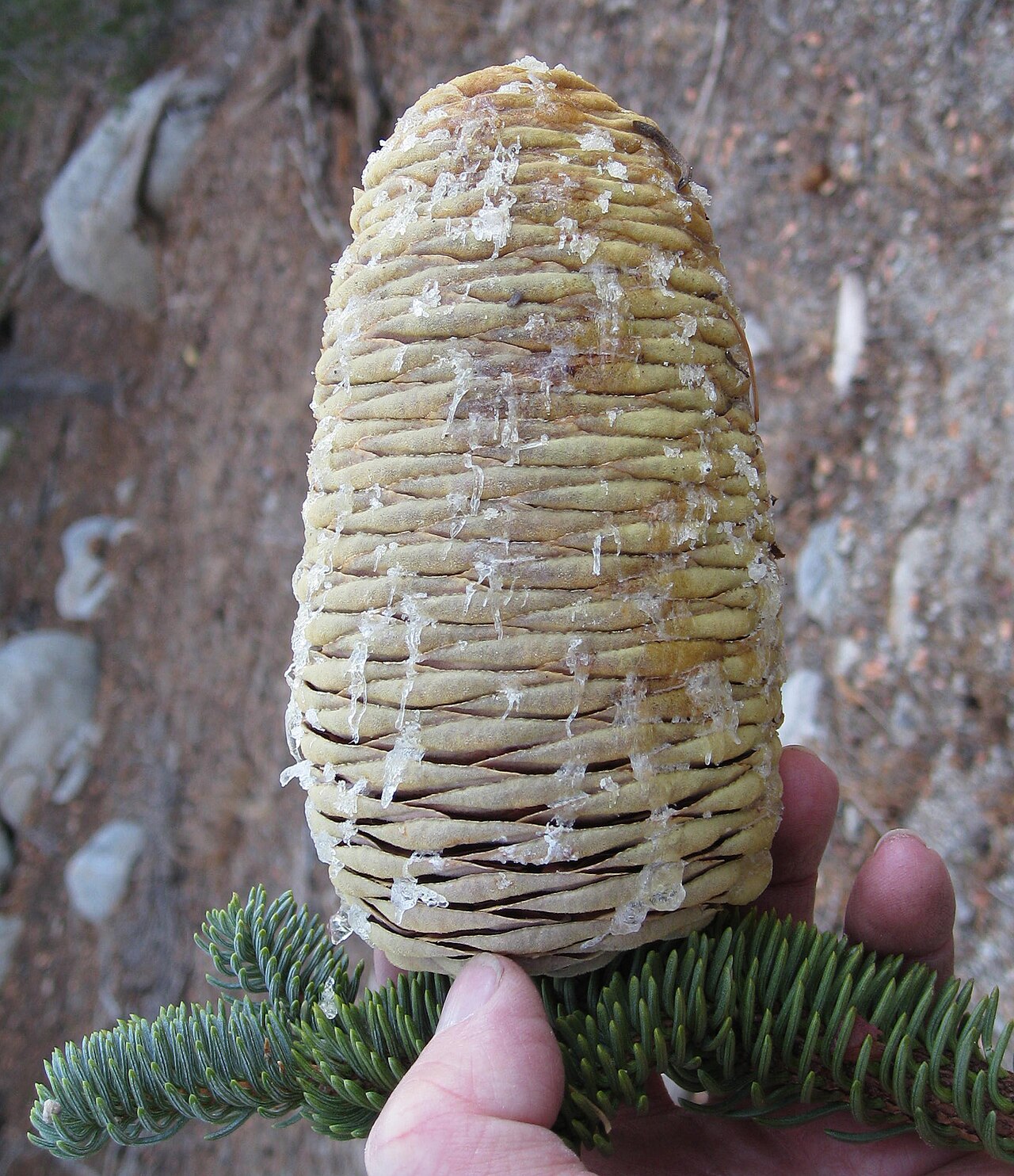 Close-up of a California red fir (Abies magnifica) cone with resin droplets, held above a branch of silvery-blue needles
