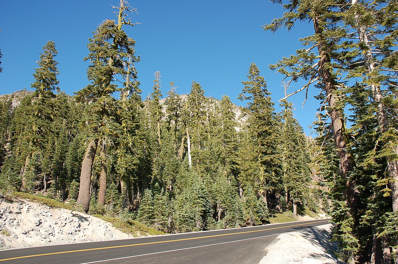 California Red Fir (Abies magnifica)