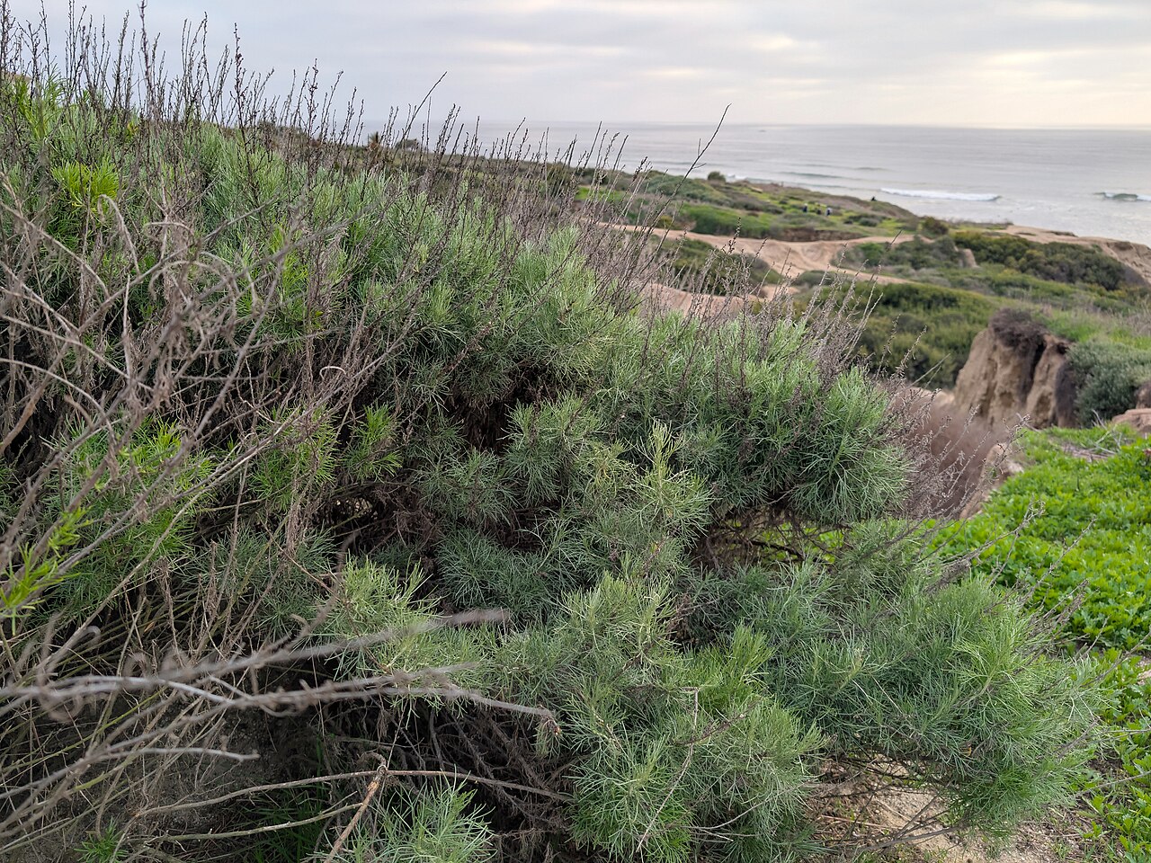 California Sagebrush (Artemisia californica) - PlantNative.org California sagebrush (Artemisia californica) growing in coastal sage scrub habitat at Sunset Cliffs Natural Park, San Diego