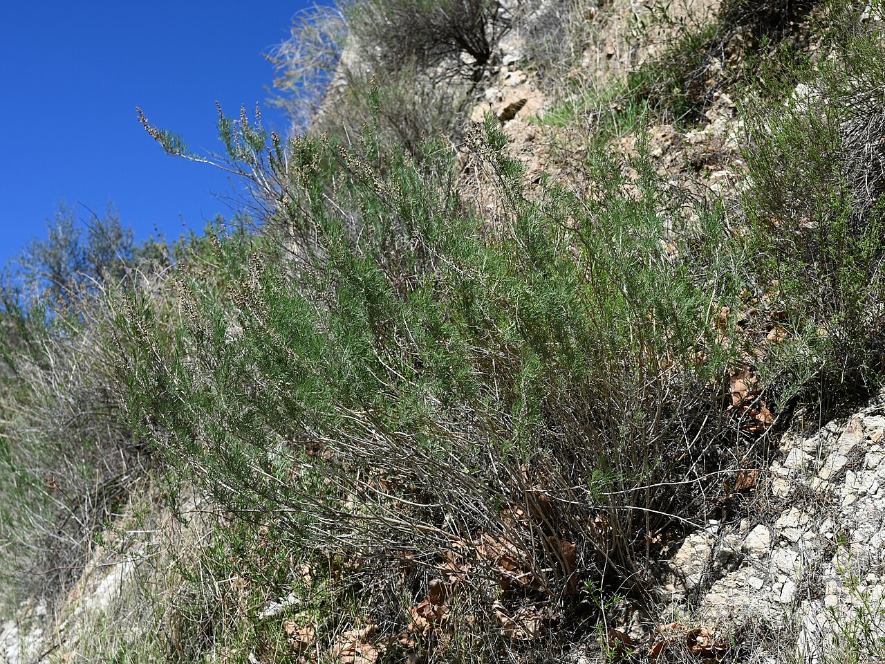 California Sagebrush (Artemisia californica) - PlantNative.org Close-up of California sagebrush (Artemisia californica) fine thread-like gray-green leaves