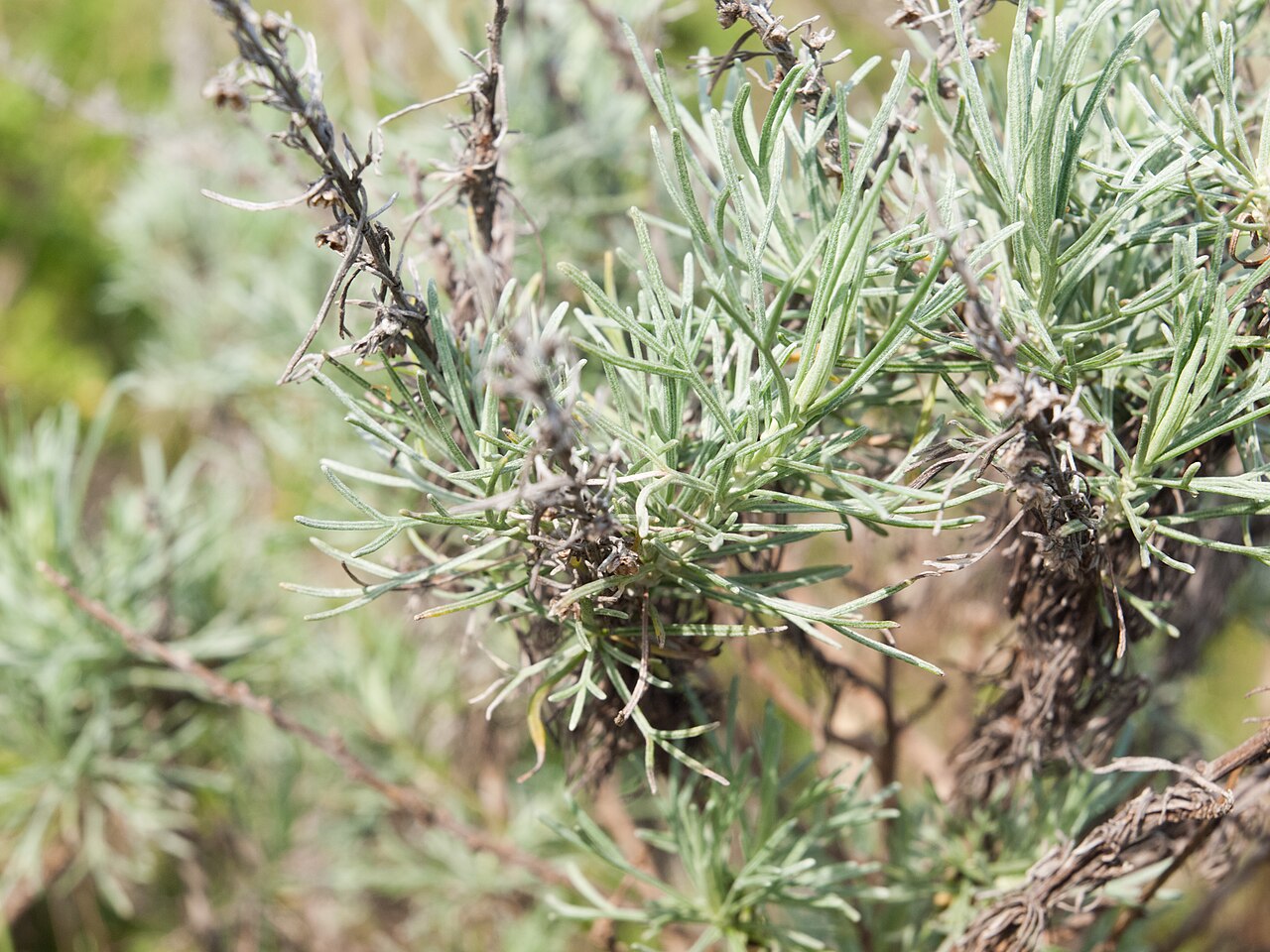 California Sagebrush (Artemisia californica) - PlantNative.org California sagebrush (Artemisia californica) soft gray-green shrub growing in Marin County, California