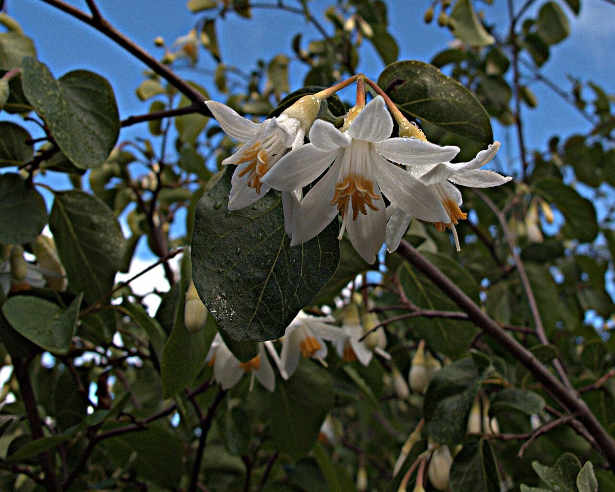 California Snowdrop Bush (Styrax redivivus) - PlantNative.org Drooping white bell-shaped flowers with orange centers on California snowdrop bush (Styrax redivivus)