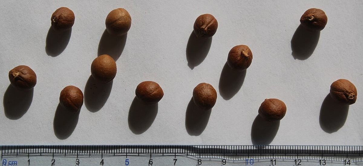 California Snowdrop Bush (Styrax redivivus) - PlantNative.org Round brown seeds of California snowdrop bush (Styrax redivivus) shown next to a ruler for scale
