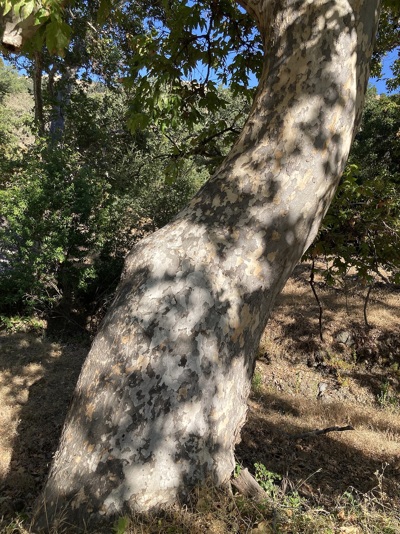 California Sycamore (Platanus racemosa) - PlantNative.org Close view of California sycamore bark peeling in puzzle-piece plates of cream, tan, and olive on a leaning trunk