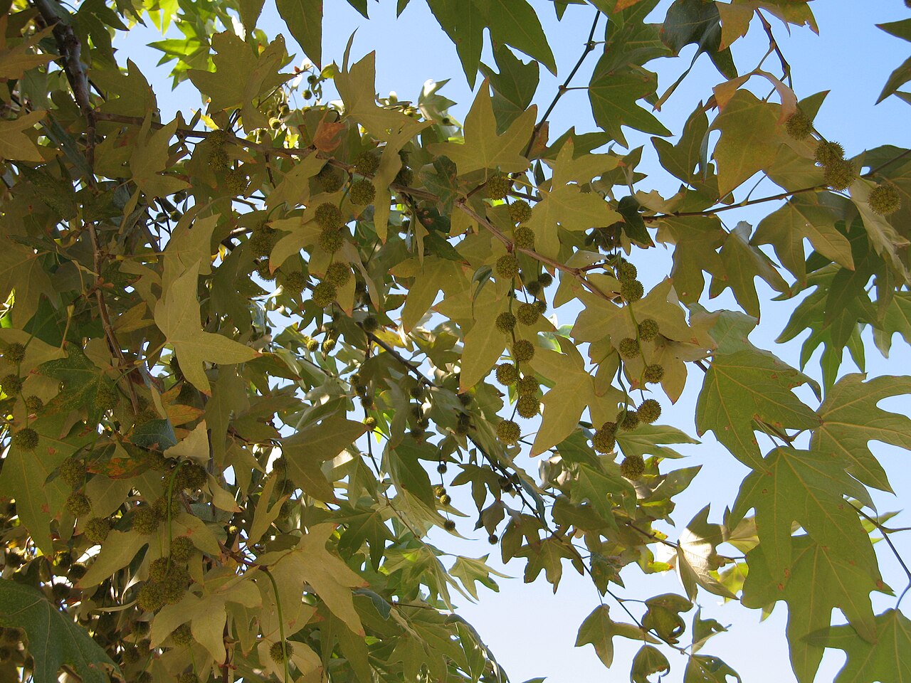 California Sycamore (Platanus racemosa) - PlantNative.org California sycamore foliage and seed balls, showing several fuzzy seed balls strung on one stalk