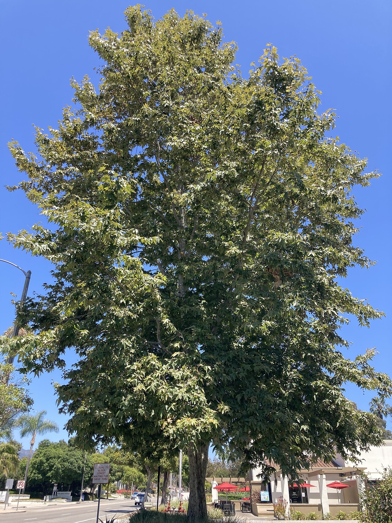 California Sycamore (Platanus racemosa) - PlantNative.org Mature California sycamore (Platanus racemosa) with a broad, open crown growing beside a city street in southern California