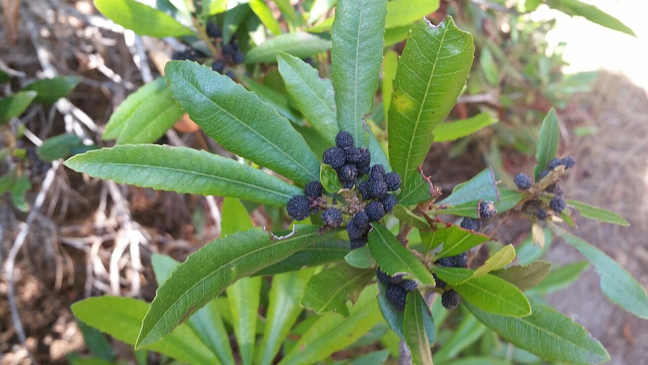 Close-up of California wax myrtle (Morella californica) leaves and clusters of dark waxy berries