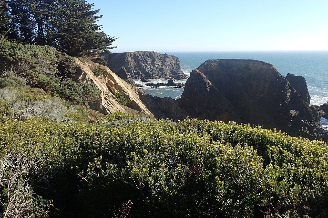 California wax myrtle (Morella californica) shrubs growing on a Sonoma County coastal bluff above the Pacific Ocean