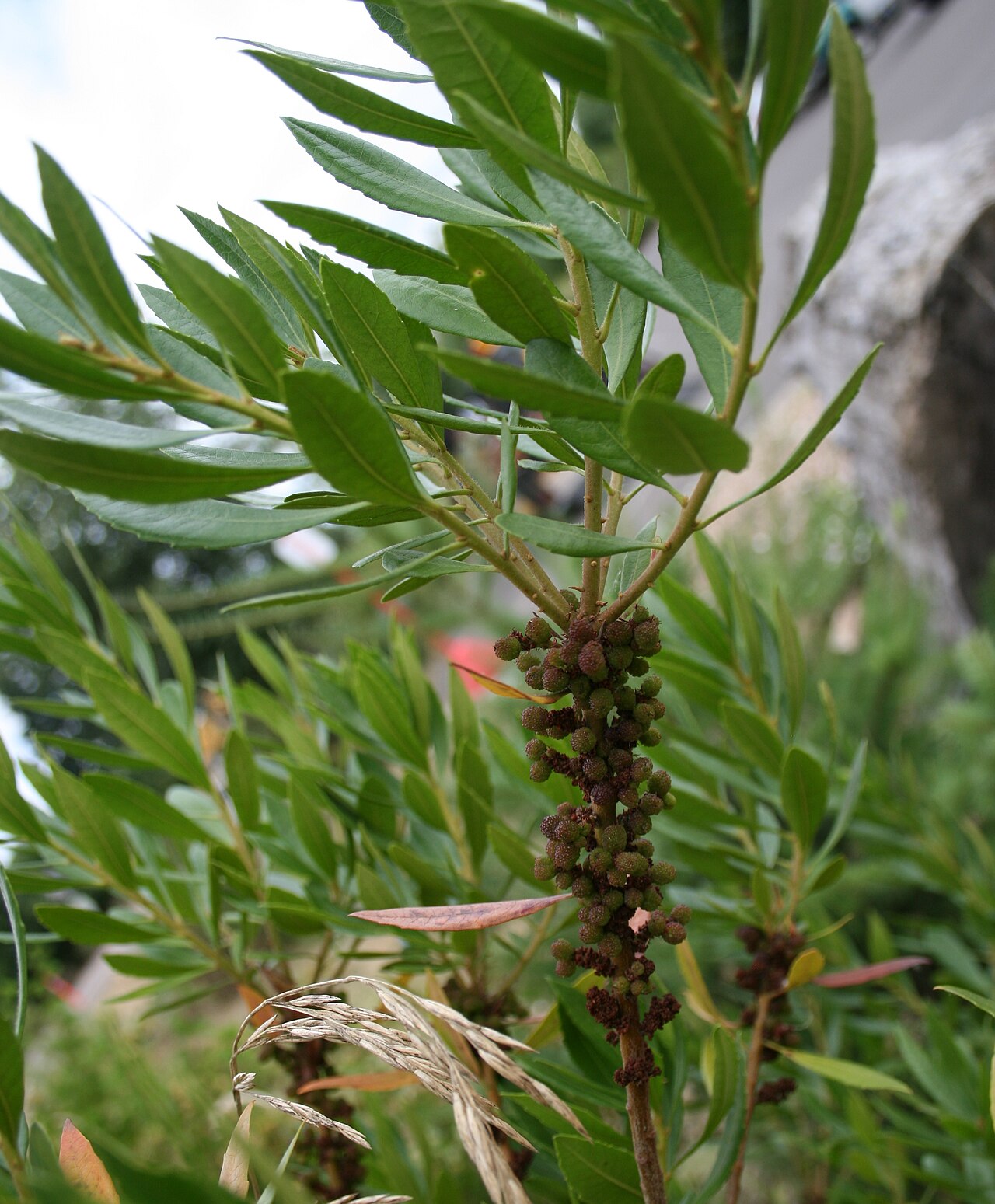 Branch of California wax myrtle (Morella californica) with narrow leaves and developing clusters of fruit