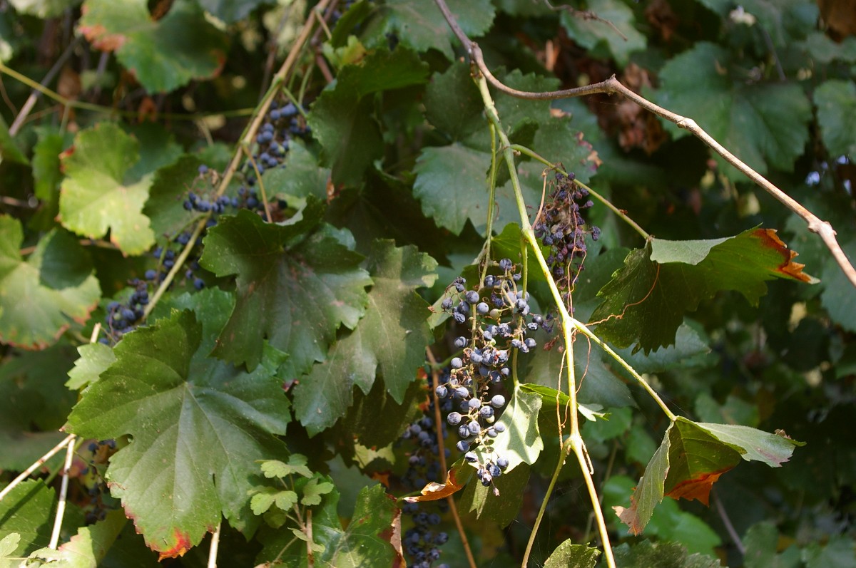 California Wild Grape (Vitis californica) - PlantNative.org Clusters of ripe California wild grape fruit with waxy purple-black bloom