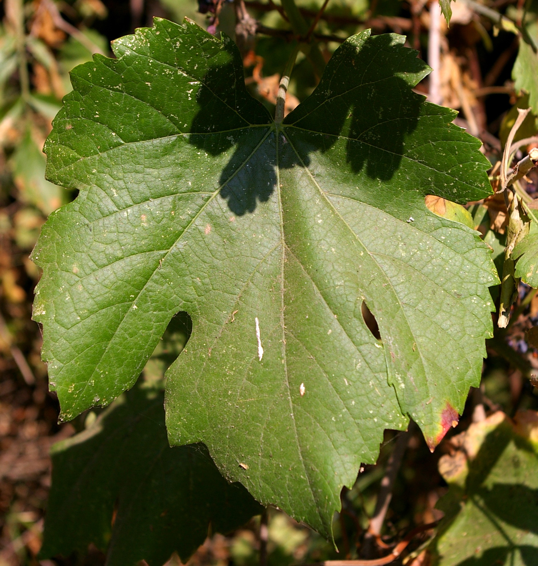 California Wild Grape (Vitis californica) - PlantNative.org California wild grape mature leaf showing lobed shape and coarse teeth in autumn color
