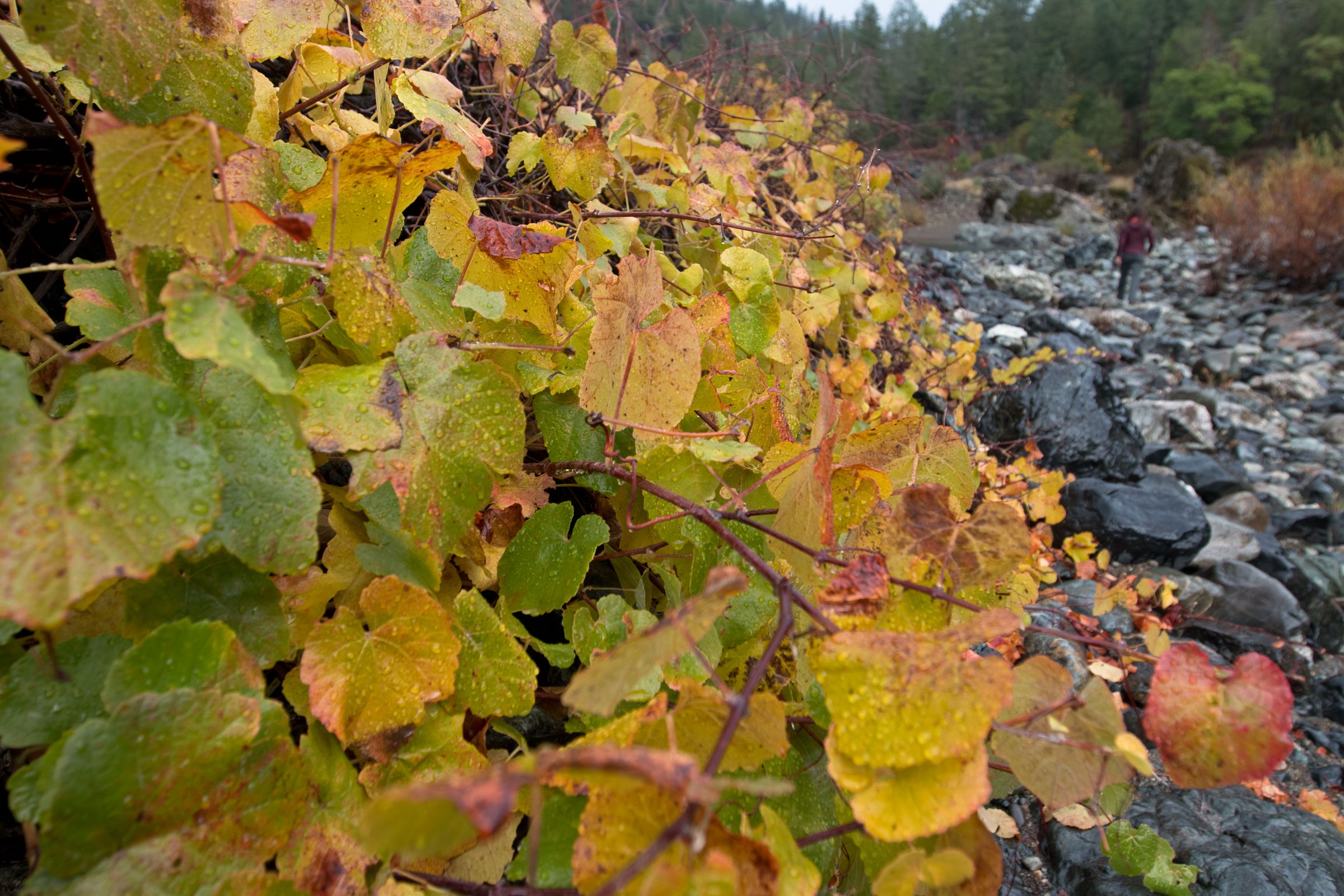 California Wild Grape (Vitis californica) - PlantNative.org California wild grape (Vitis californica) vine scrambling over streamside shrubs