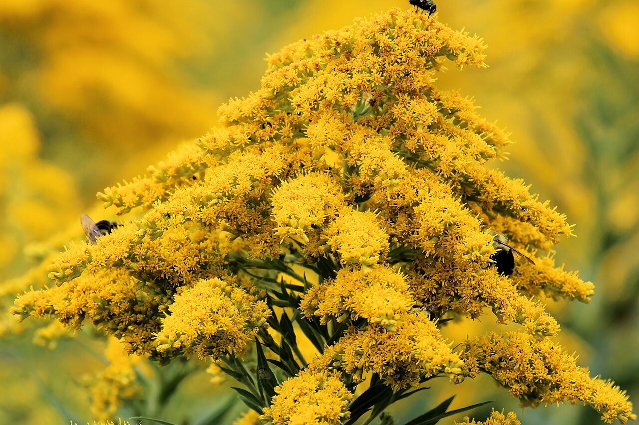 Canada Goldenrod (Solidago canadensis) - PlantNative.org Close-up of Canada goldenrod (Solidago canadensis) flower cluster showing hundreds of tiny golden-yellow composite flower heads visited by bees