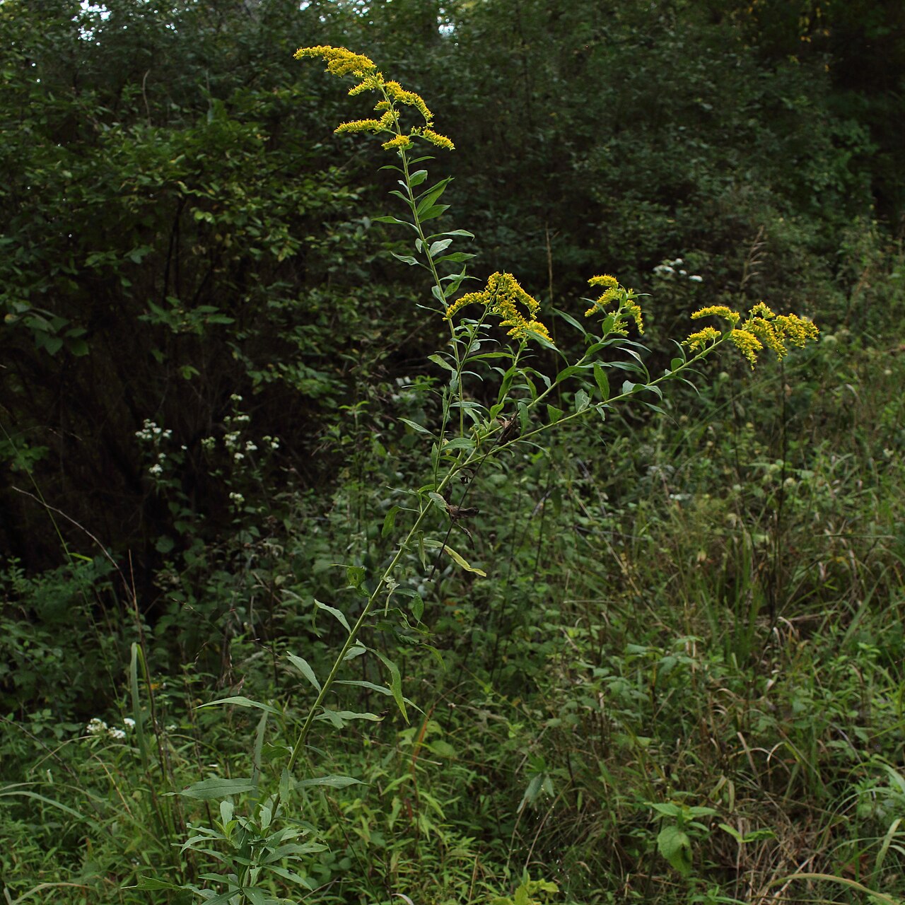 Canada Goldenrod (Solidago canadensis) - PlantNative.org Canada goldenrod (Solidago canadensis) plant with arching plume-shaped flower clusters growing at a woodland edge