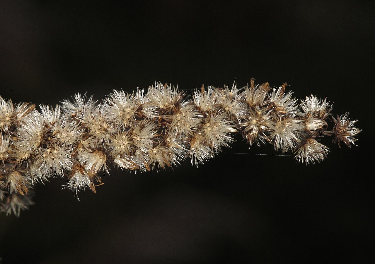 Canada Goldenrod (Solidago canadensis) - PlantNative.org Dried seed heads of Canada goldenrod (Solidago canadensis) with fluffy tan bristles ready for wind dispersal