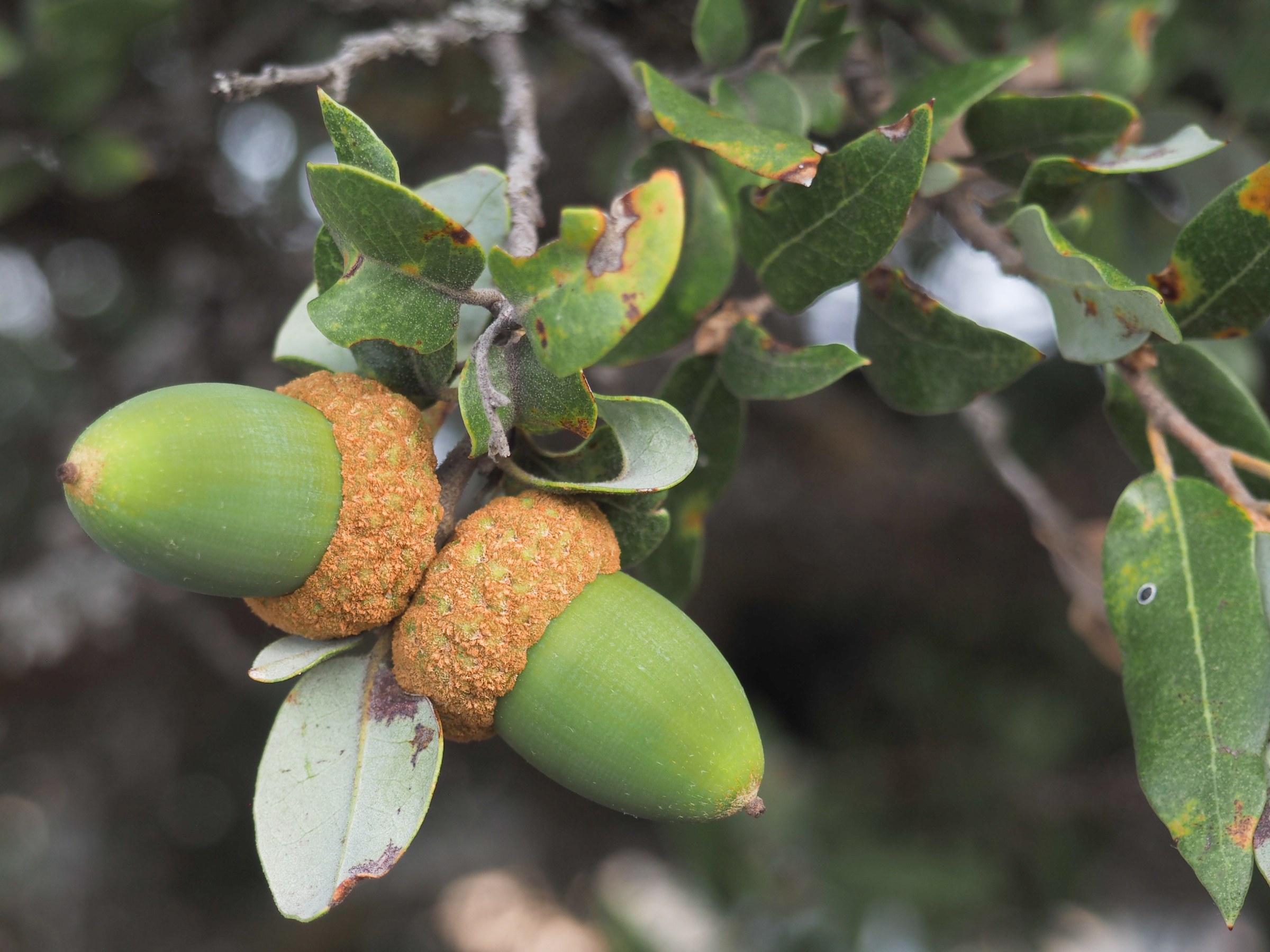 Canyon Live Oak (Quercus chrysolepis) - PlantNative.org Pair of large canyon live oak acorns with golden fuzzy cups among glossy leaves