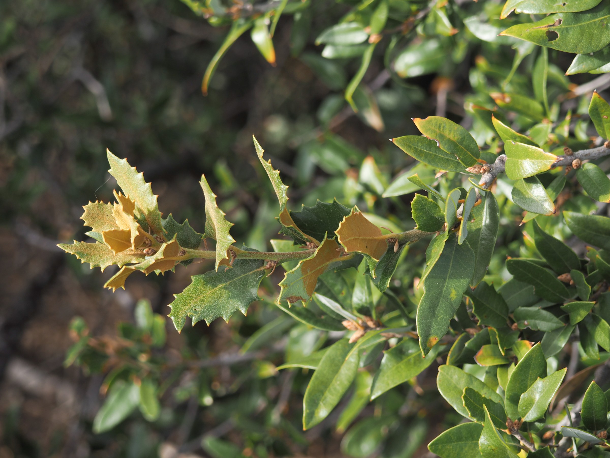 Canyon Live Oak (Quercus chrysolepis) - PlantNative.org Close-up of canyon live oak foliage showing spiny young leaves next to smoother-edged older leaves