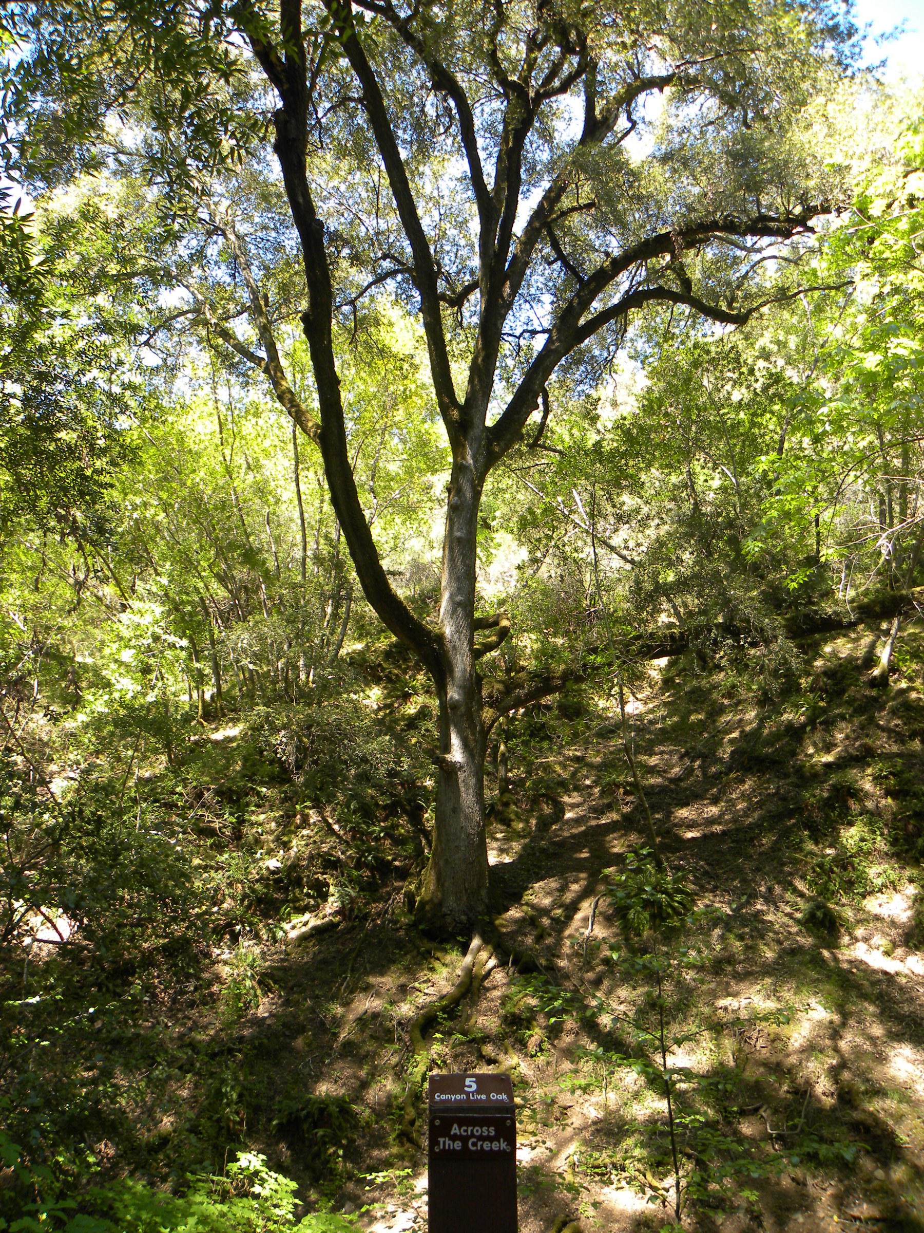 Canyon Live Oak (Quercus chrysolepis) - PlantNative.org Mature canyon live oak (Quercus chrysolepis) growing in a shaded canyon