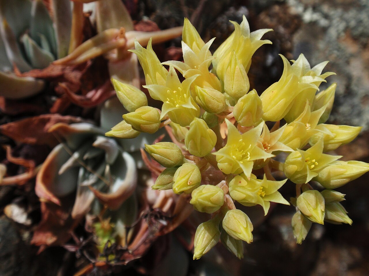 Canyon Liveforever (Dudleya cymosa) - PlantNative.org Close-up of canyon liveforever (Dudleya cymosa) star-shaped yellow flowers in a dense cluster