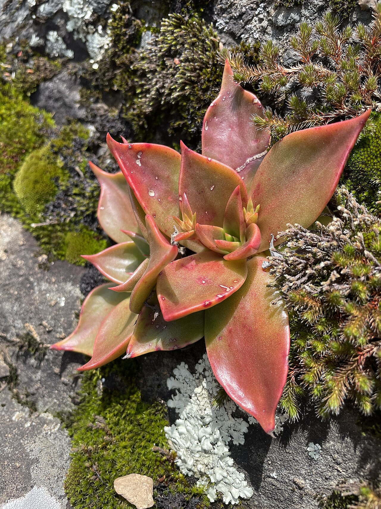 Canyon Liveforever (Dudleya cymosa) - PlantNative.org Canyon liveforever (Dudleya cymosa) reddish succulent rosette growing among moss and lichen on rock