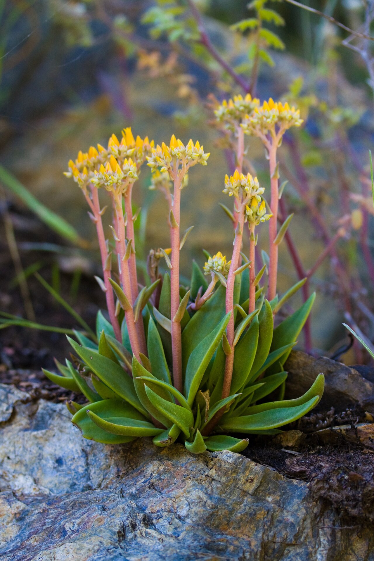 Canyon Liveforever (Dudleya cymosa) - PlantNative.org Canyon liveforever (Dudleya cymosa) rosette of succulent leaves with tall pink flower stalks topped with yellow buds, growing from a rock crevice