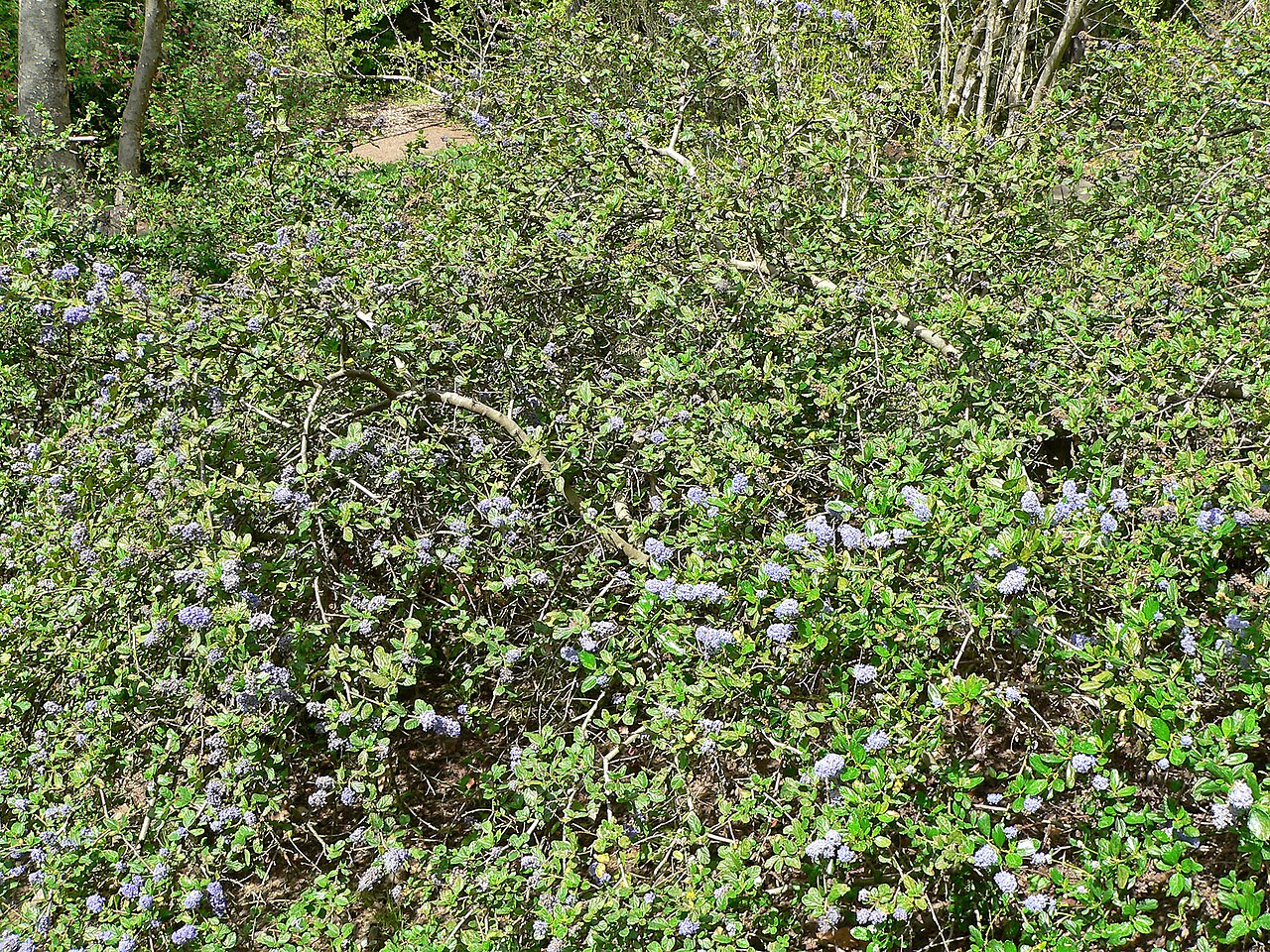 Carmel Ceanothus (Ceanothus griseus) - PlantNative.org Carmel ceanothus (Ceanothus griseus) shrub in habitat, densely covered in blue flower clusters with the woodland understory visible behind it