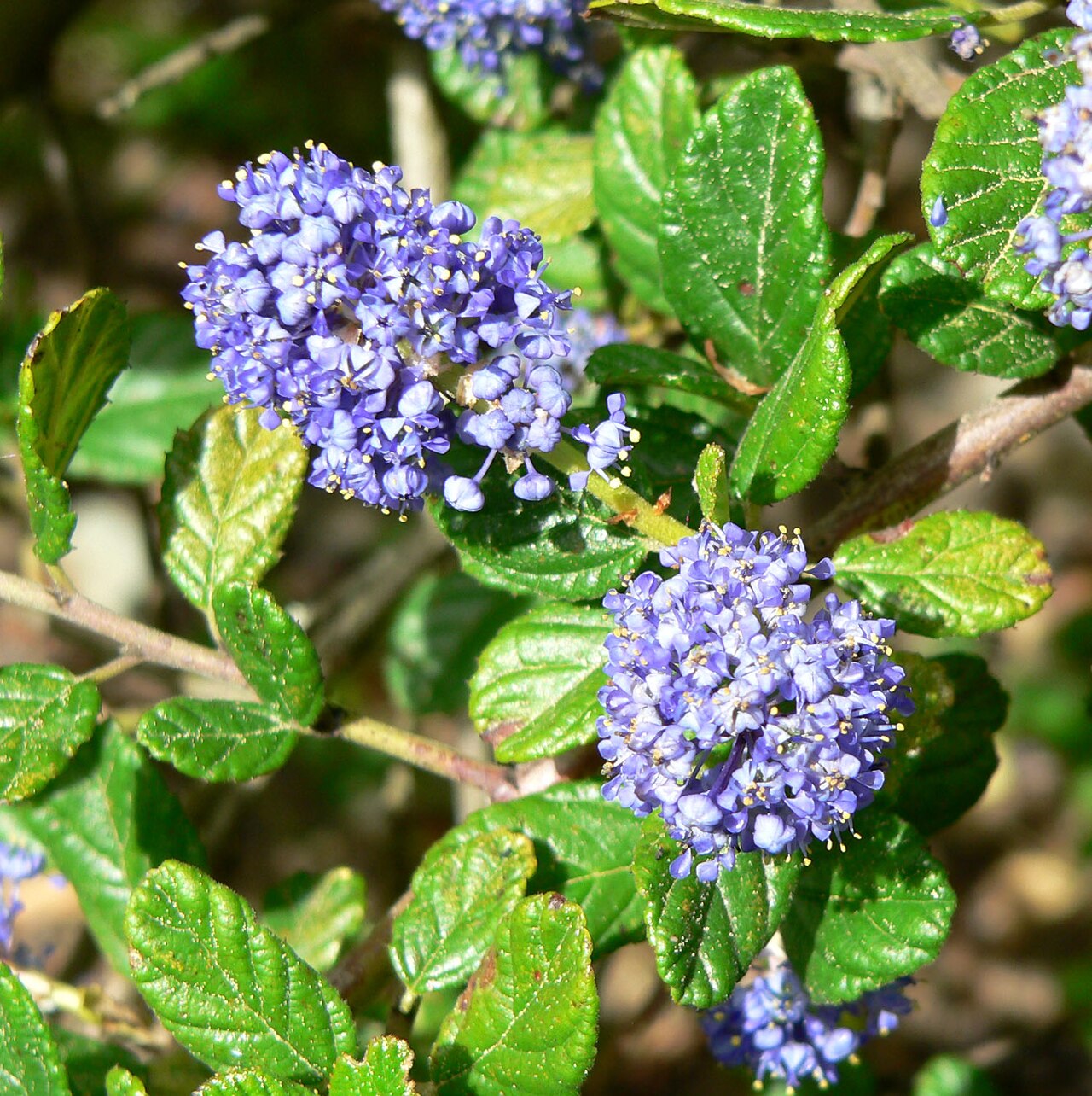 Carmel Ceanothus (Ceanothus griseus) - PlantNative.org Close-up of Carmel ceanothus (Ceanothus griseus) flower clusters showing tiny five-petaled blue flowers and glossy three-veined leaves