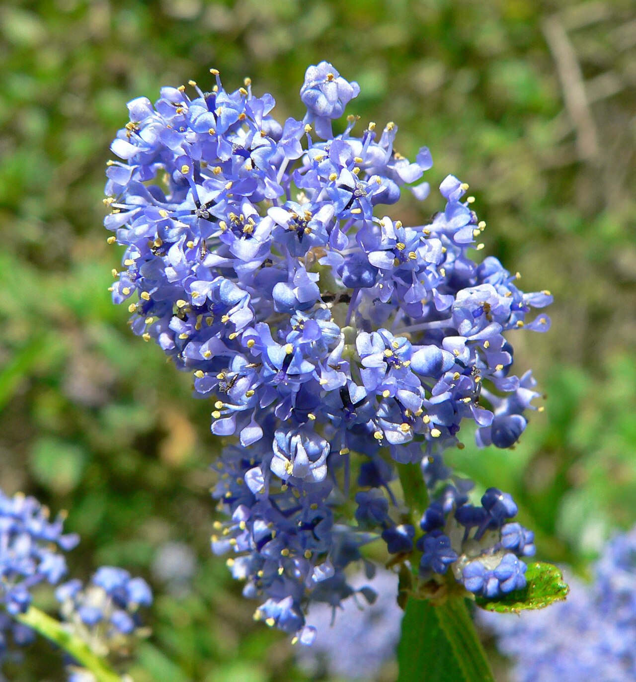 Carmel Ceanothus (Ceanothus griseus) - PlantNative.org Carmel ceanothus (Ceanothus griseus) flowering shrub covered in powder-blue flower clusters amid glossy rounded leaves