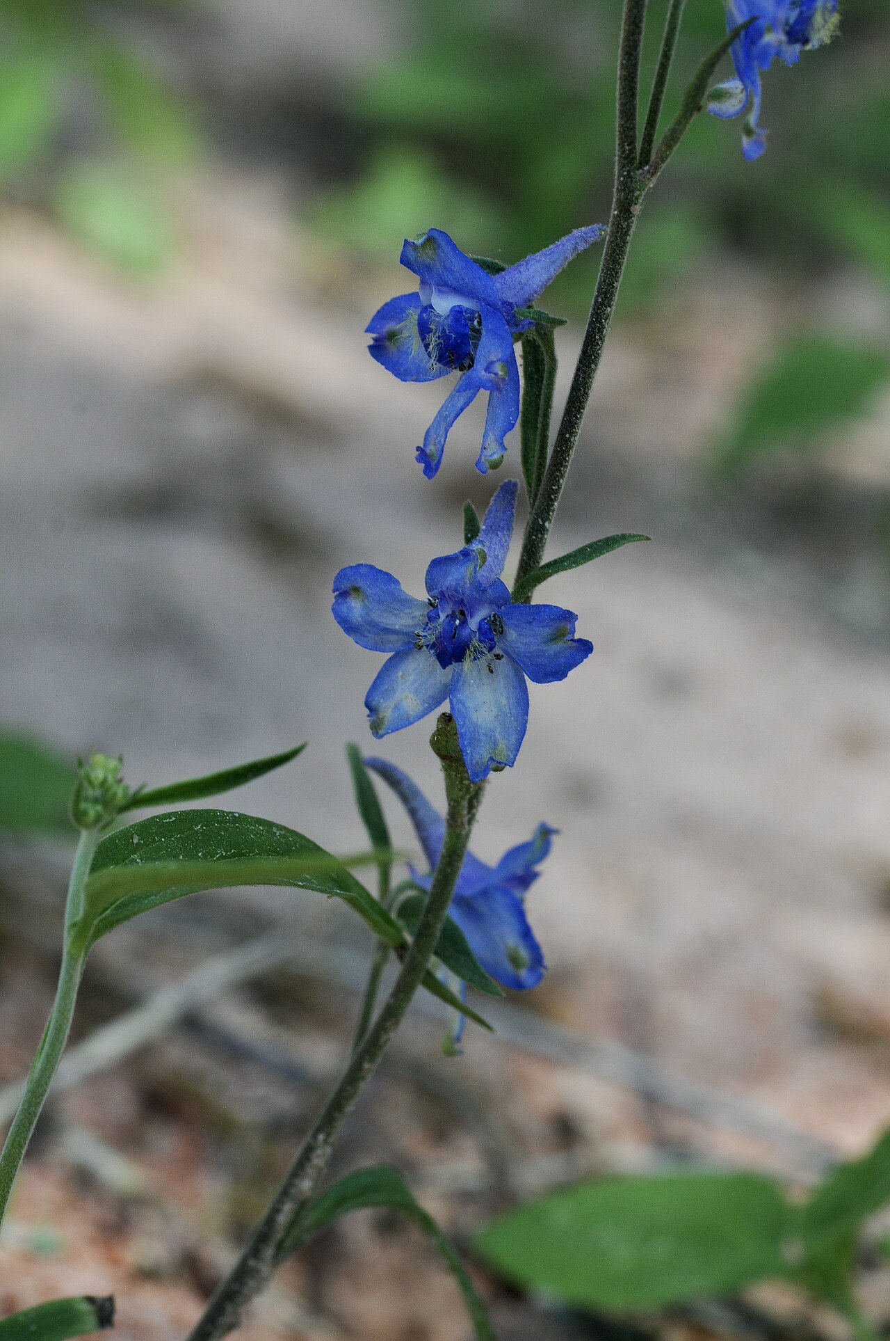 Carolina Larkspur (Delphinium carolinianum) - PlantNative.org Carolina Larkspur (Delphinium carolinianum) flowering stem with spurred blue flowers in an east Texas pine woodland
