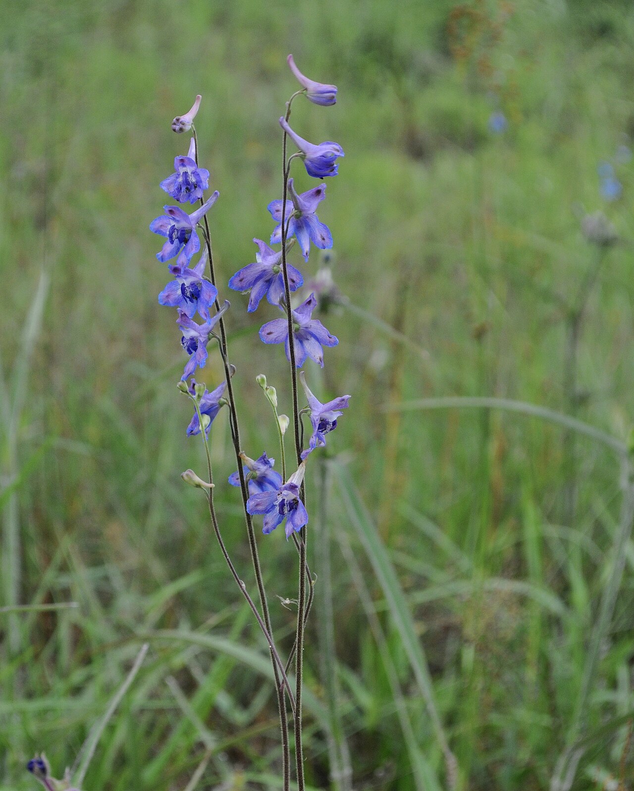 Carolina Larkspur (Delphinium carolinianum) - PlantNative.org Close-up of Carolina Larkspur (Delphinium carolinianum) blue spurred flowers on a flowering raceme in a Texas grassland