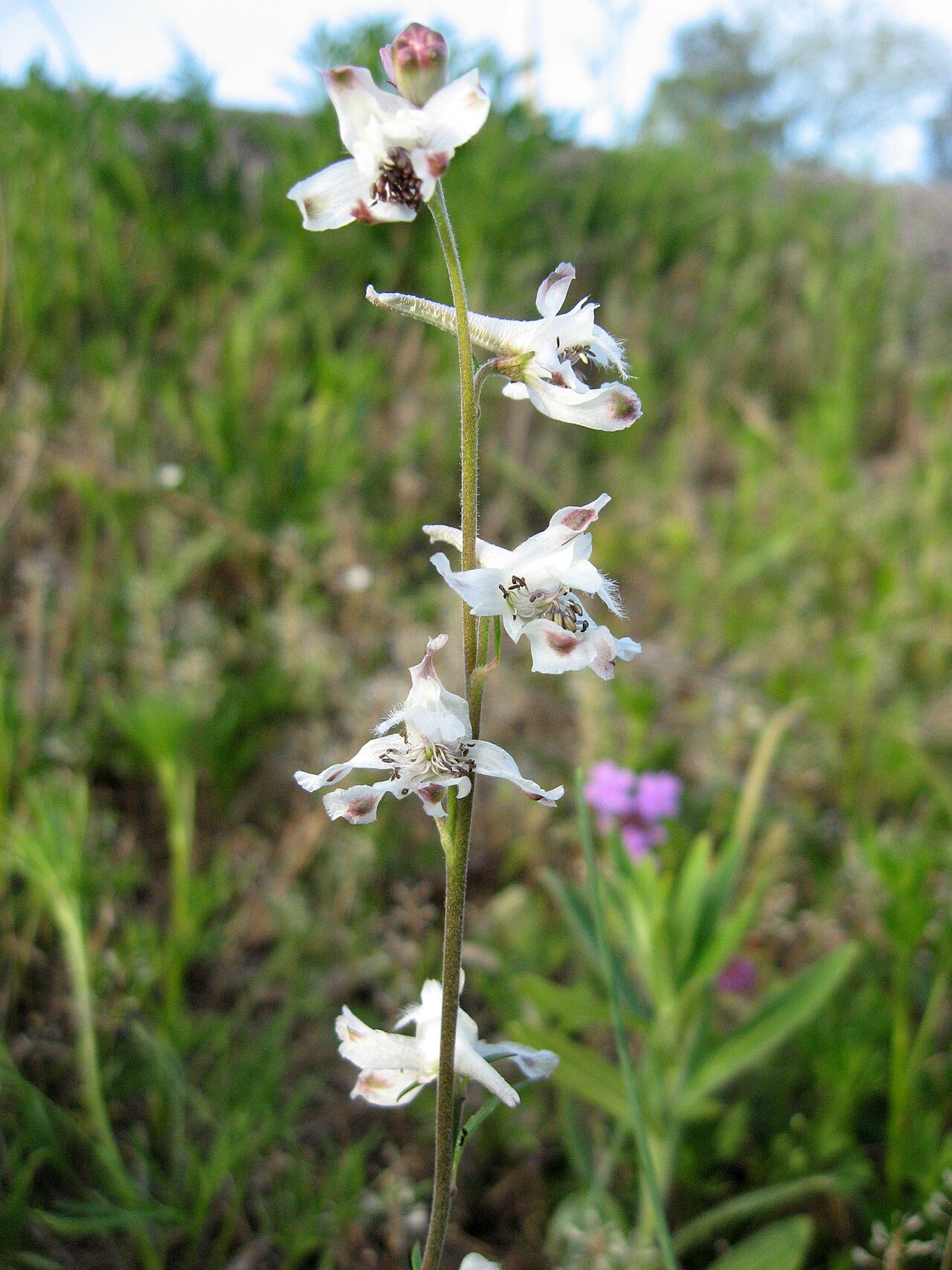 Carolina Larkspur (Delphinium carolinianum) - PlantNative.org White-flowered form of Carolina Larkspur (Delphinium carolinianum) growing in a limestone cedar glade habitat