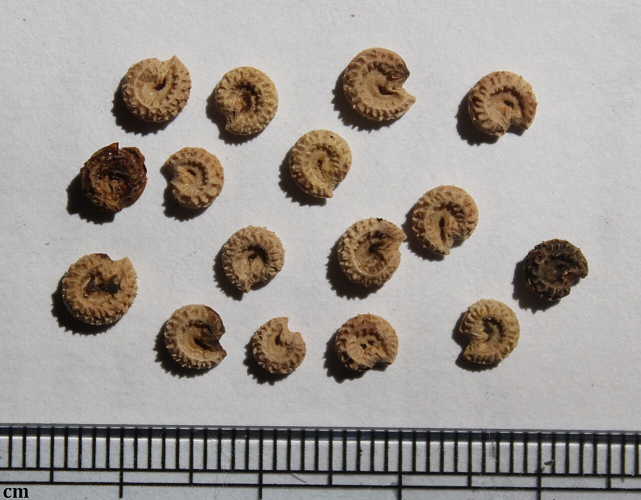 Collection of coiled, crescent-shaped Carolina snailseed seeds on a surface with a centimeter ruler for scale
