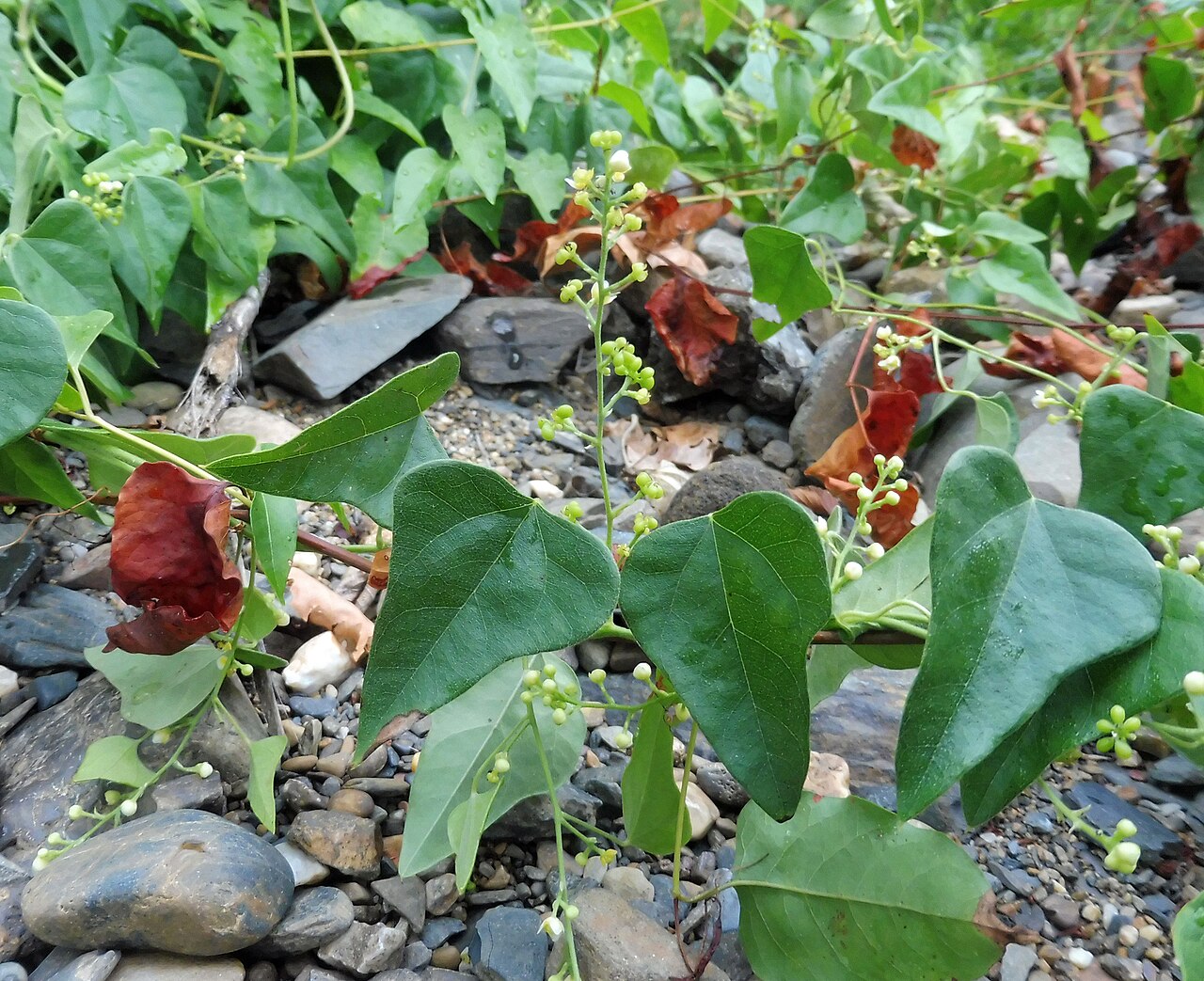 Carolina snailseed vine with heart-shaped leaves and small green flower clusters scrambling over a rocky creek bed