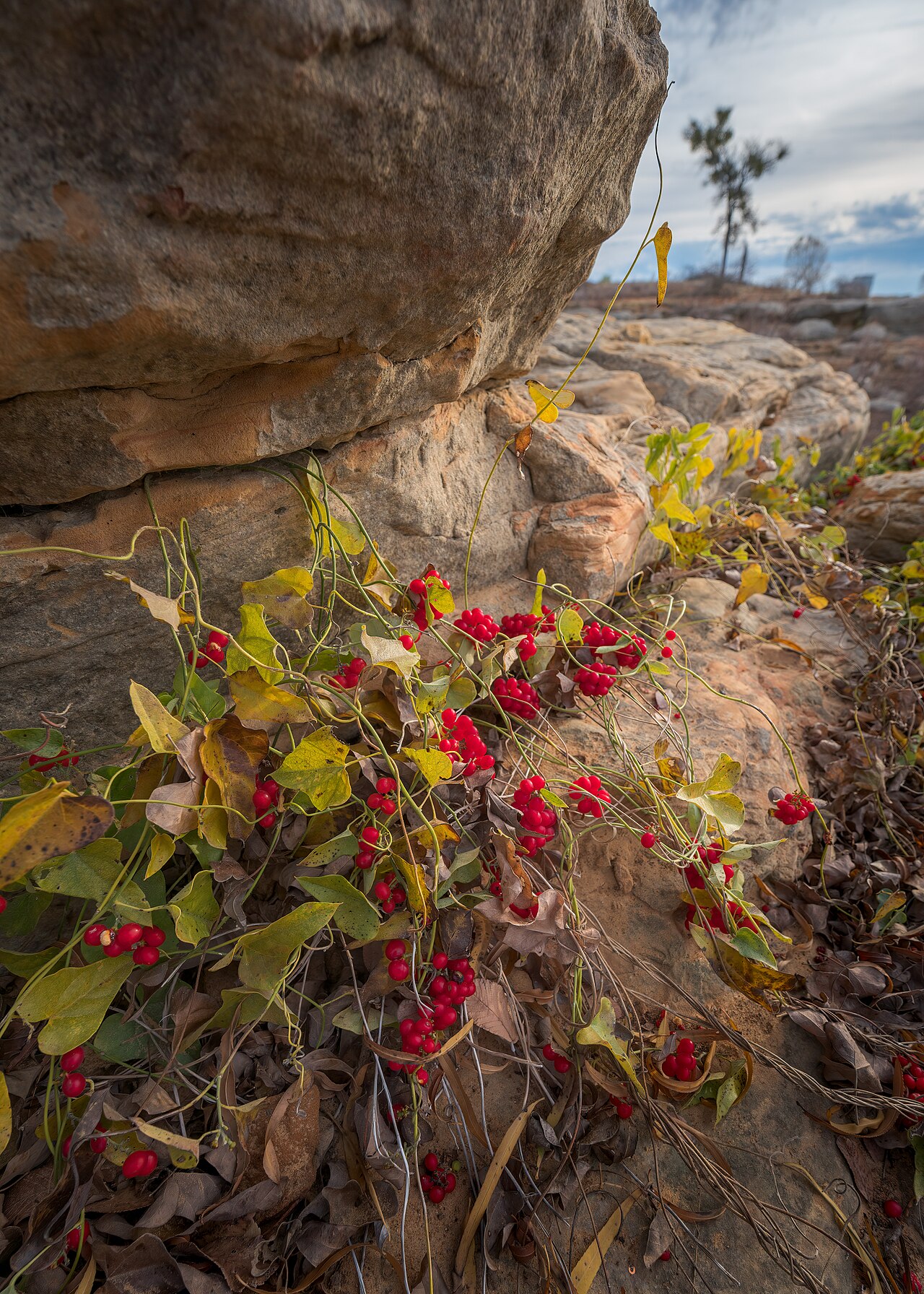 Carolina snailseed (Cocculus carolinus) vine trailing over sandstone rock, covered in clusters of bright red berries