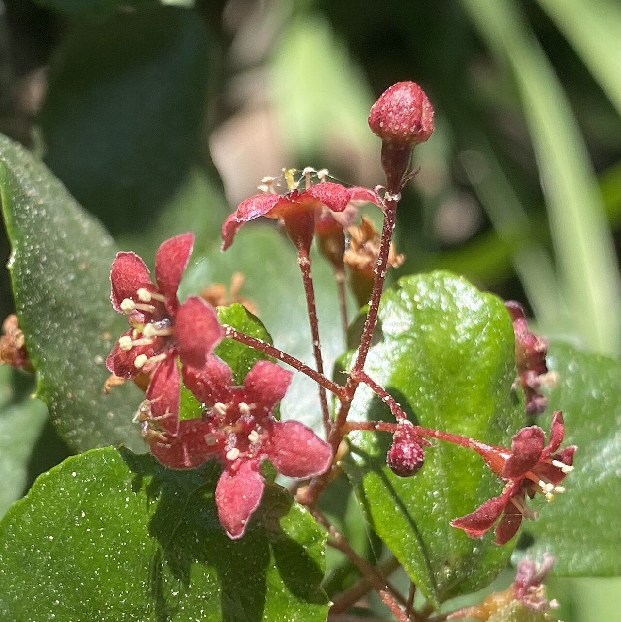 Catalina Currant (Ribes viburnifolium) - PlantNative.org Catalina currant (Ribes viburnifolium) cluster of deep red star-shaped flowers among glossy evergreen leaves