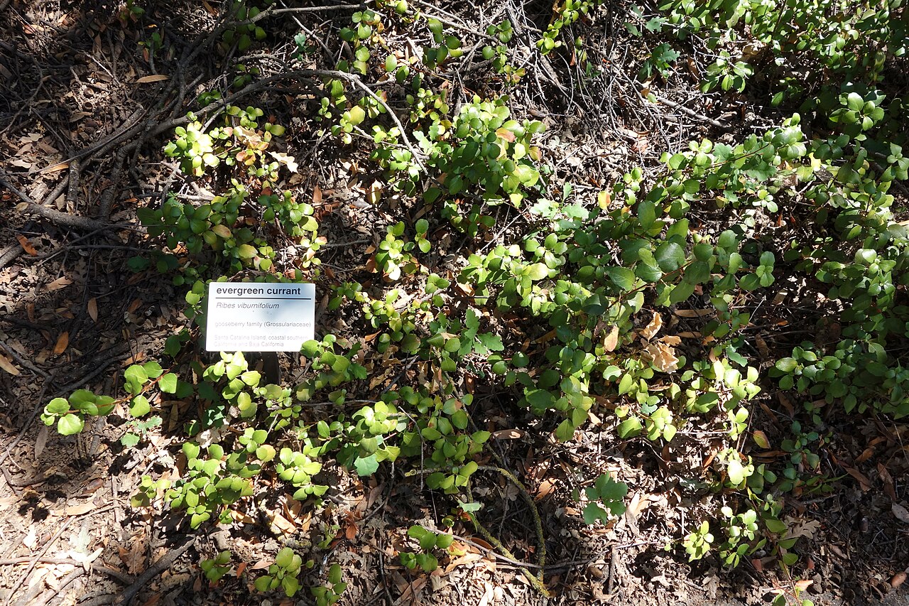 Catalina Currant (Ribes viburnifolium) - PlantNative.org Low spreading Catalina currant (Ribes viburnifolium) groundcover planting at UC Davis Arboretum with identification label