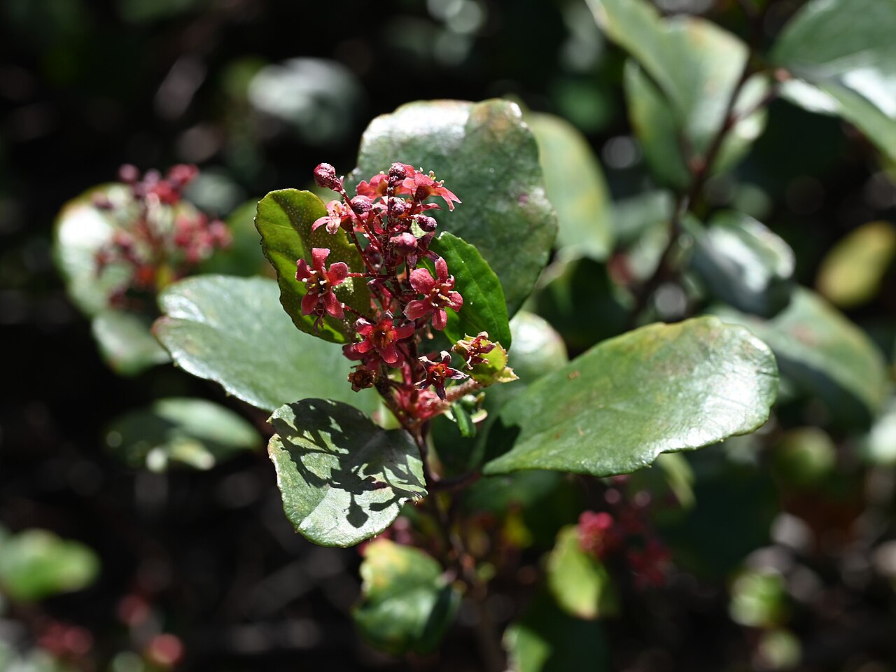 Catalina Currant (Ribes viburnifolium) - PlantNative.org Close-up of glossy evergreen Catalina currant (Ribes viburnifolium) leaves and flower buds