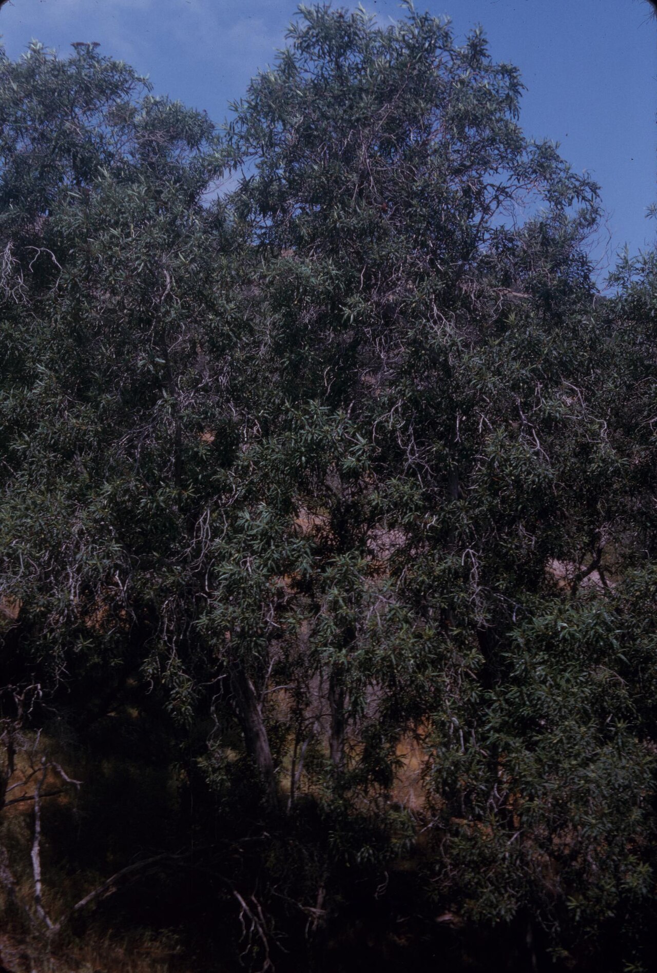 Catalina Ironwood (Lyonothamnus floribundus) - PlantNative.org Catalina ironwood (Lyonothamnus floribundus) trees growing in a canyon on Santa Catalina Island, California