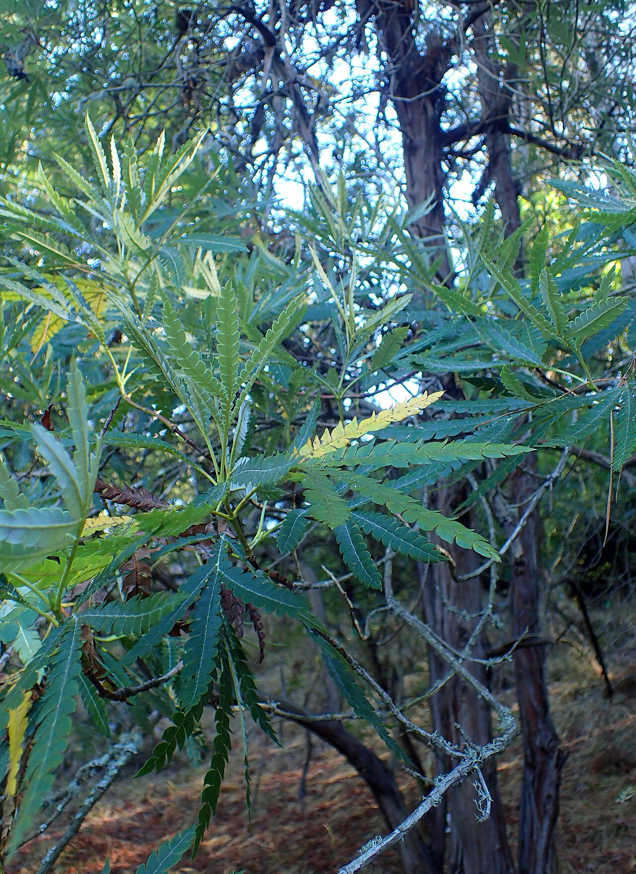 Catalina Ironwood (Lyonothamnus floribundus) - PlantNative.org Close-up of the fern-like, pinnately divided leaves of Catalina ironwood (Lyonothamnus floribundus subsp. aspleniifolius)