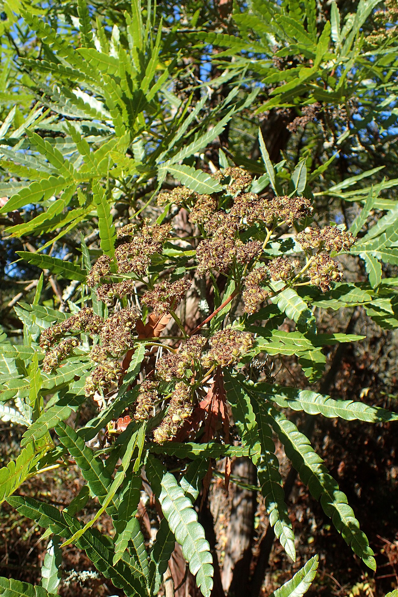 Catalina Ironwood (Lyonothamnus floribundus) - PlantNative.org Clusters of dried woody seed capsules of Catalina ironwood (Lyonothamnus floribundus) among its leaves