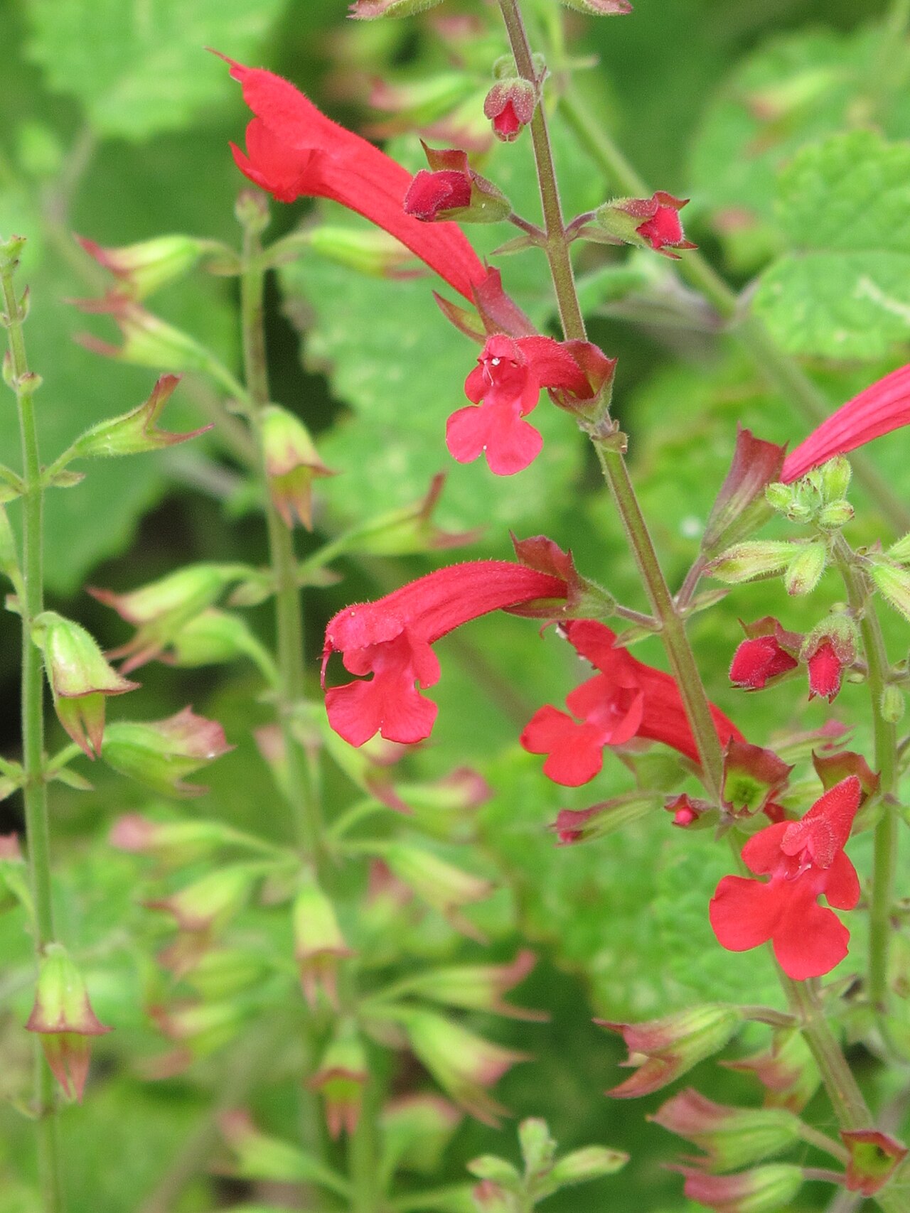 Cedar Sage (Salvia roemeriana) - PlantNative.org Close-up of cedar sage's tubular scarlet-red flowers