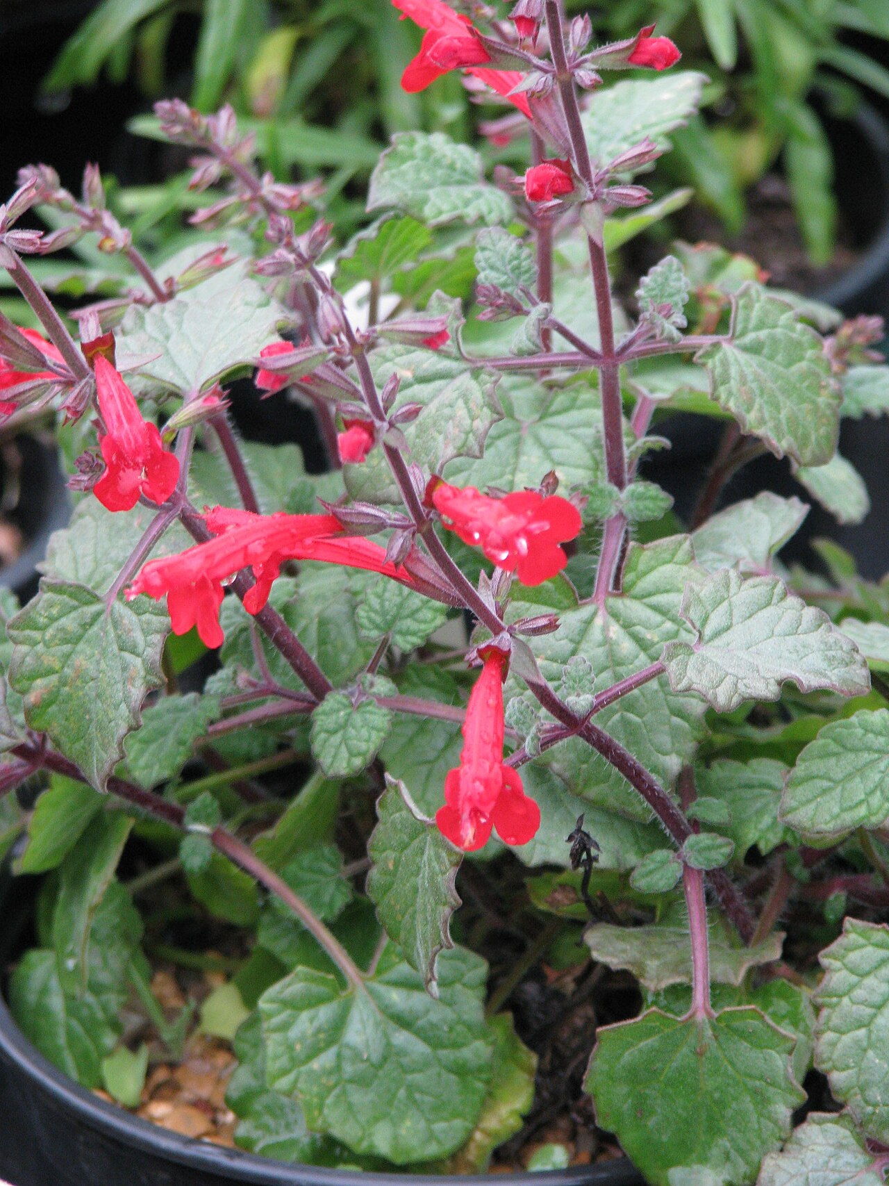 Cedar Sage (Salvia roemeriana) - PlantNative.org Cedar sage (Salvia roemeriana) plant with scalloped green leaves and bright red tubular flowers