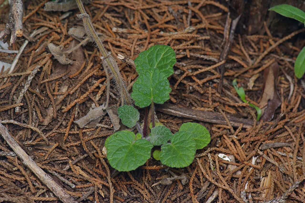 Cedar Sage (Salvia roemeriana) - PlantNative.org Young cedar sage seedling with scalloped leaves growing in juniper leaf litter