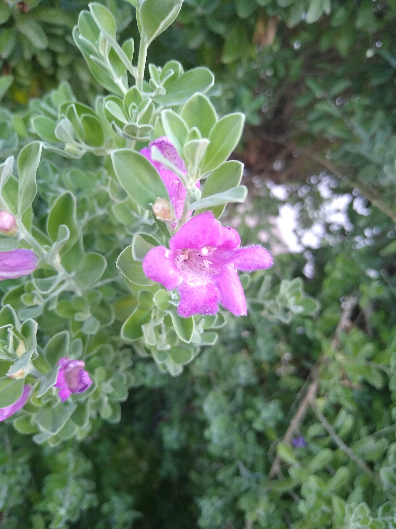 Close-up of a single magenta-pink Cenizo flower against silvery foliage