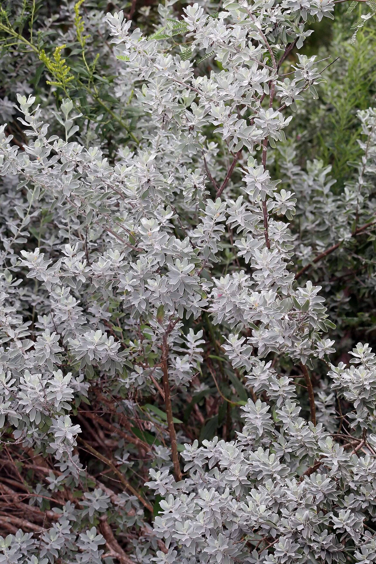 Dense silvery-gray foliage of Cenizo showing the fine hairs that cover each leaf