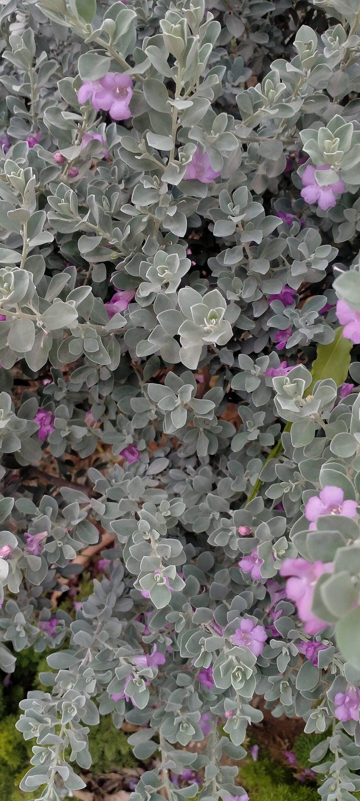 Cenizo (Leucophyllum frutescens) shrub covered in silvery leaves and magenta-pink flowers